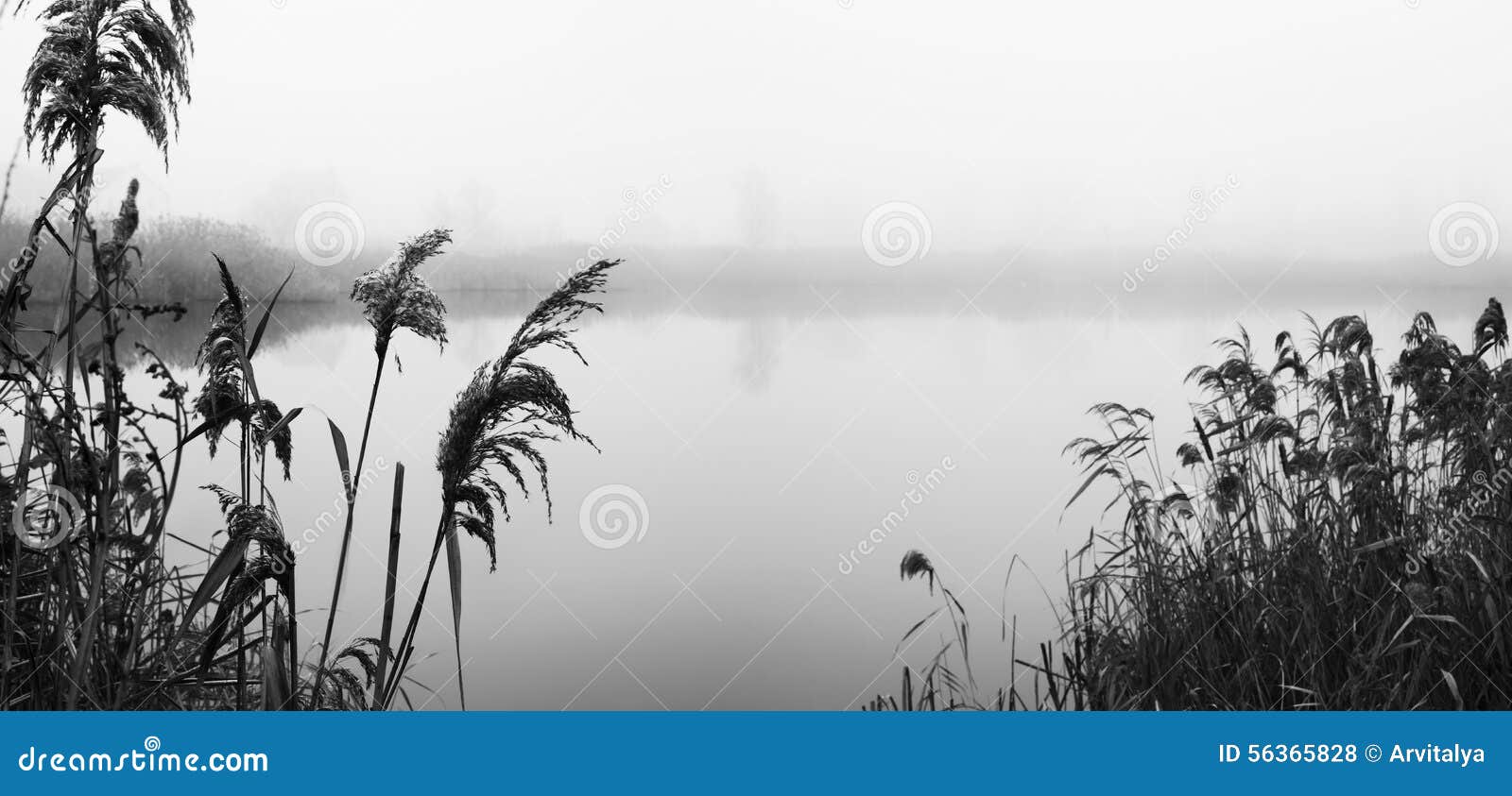 Reeds on river Bank stock photo. Image of trees, seasonblack - 56365828