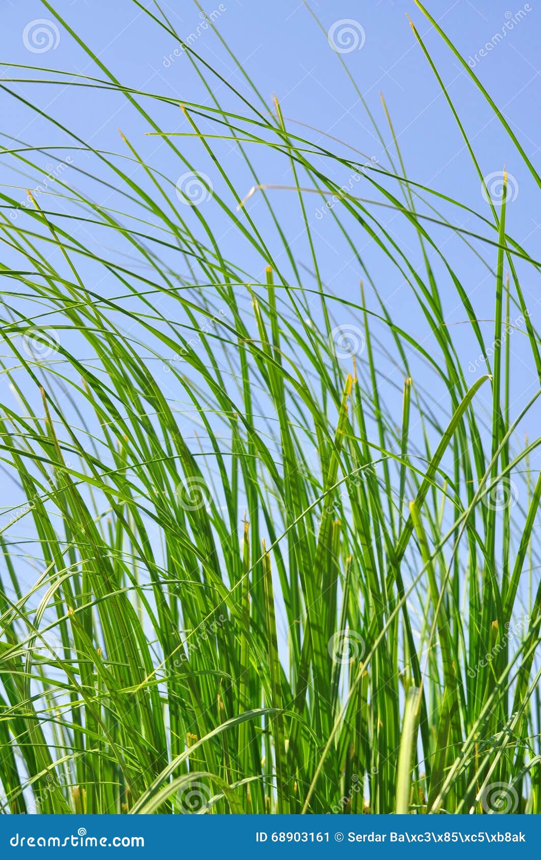 Reeds in summer stock image. Image of growth, grow, leaf 68903161