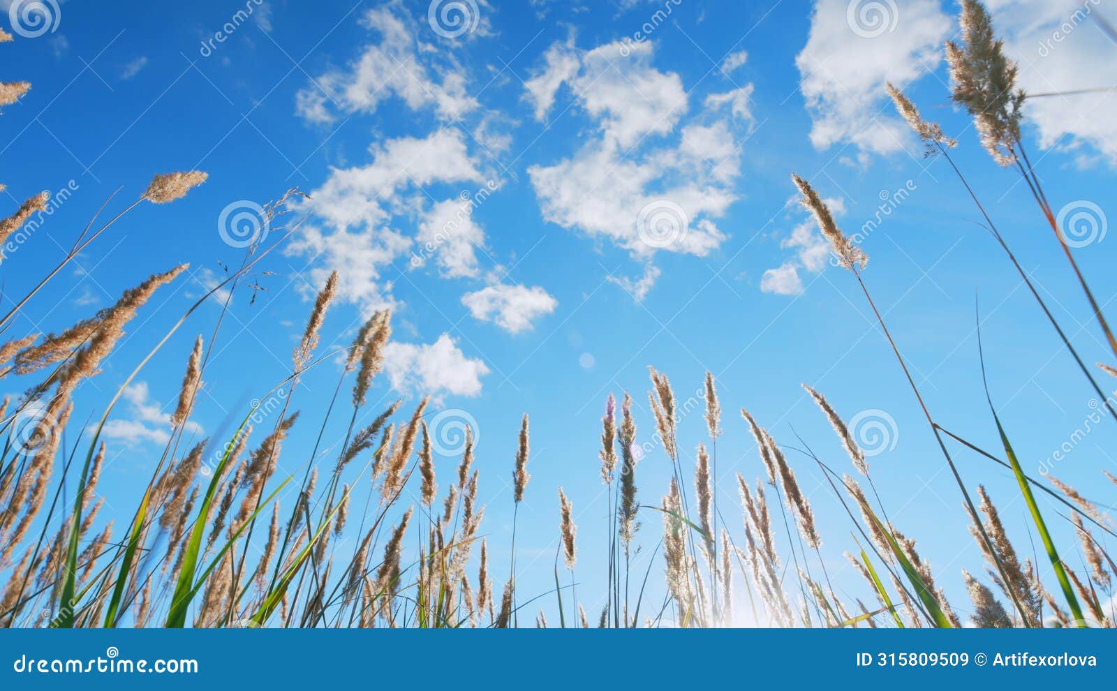 reeds sway on wind and sun rays. reeds sway on wind in sunset light background. low angle view.