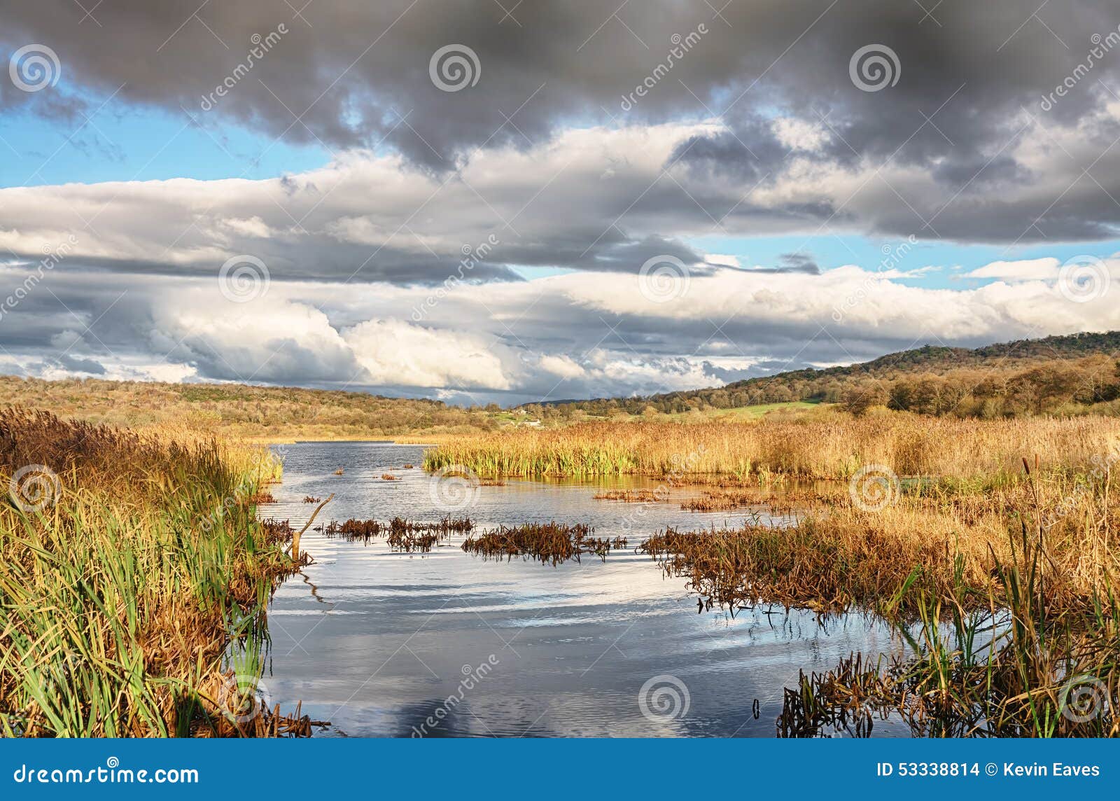 reeds and water at leighton moss, lancashire