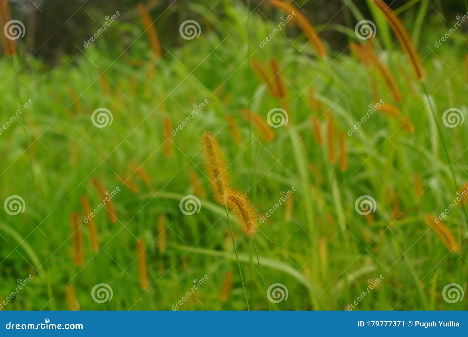 reeds, weeds or weeds is a kind of sharp leafy grass