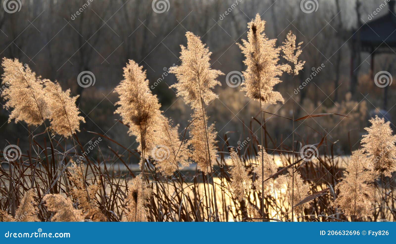 Reeds in winter stock photo. Image of beautiful, color - 206632696