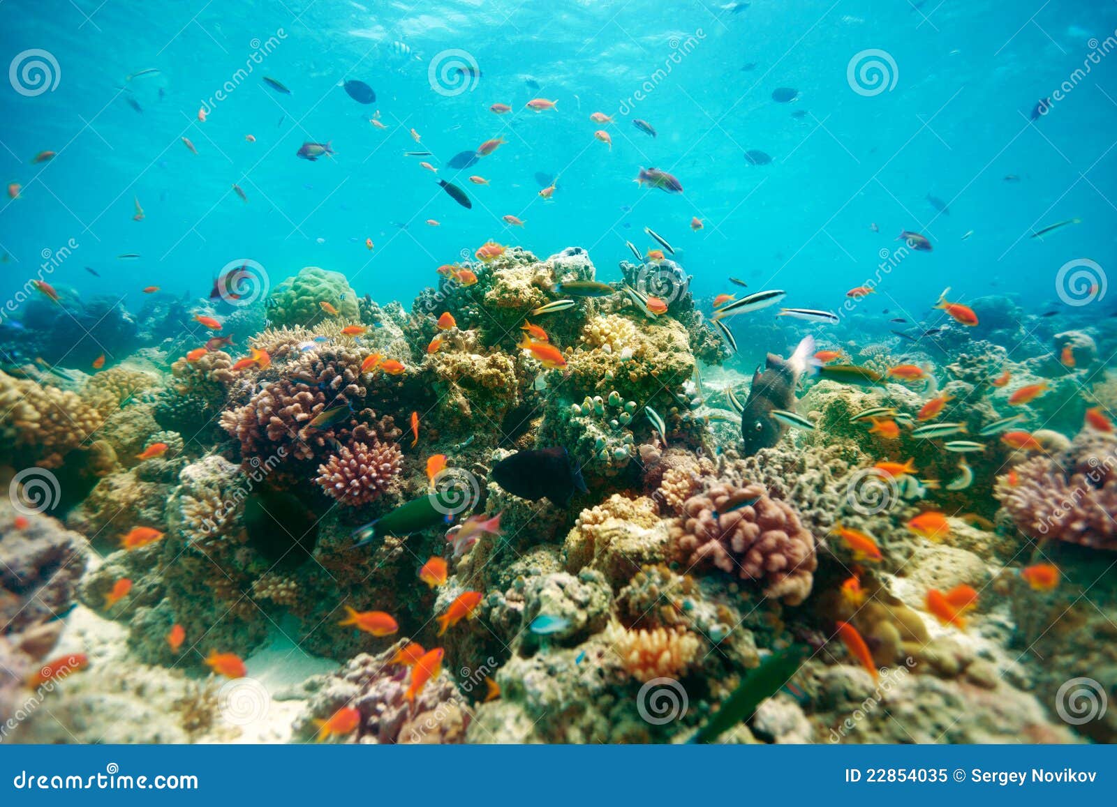 The reef stock image. Image of ocean, outdoors, coral - 22854035