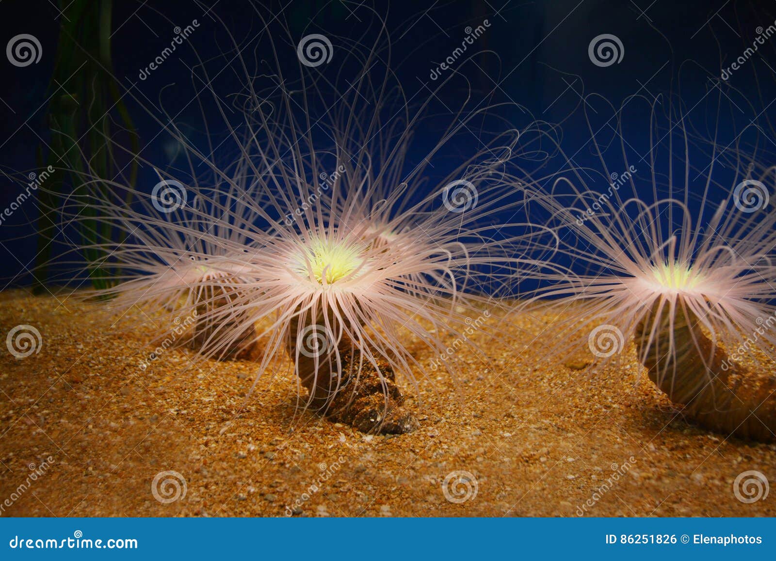 Reef alive corals stock photo. Image of ocean, depth 86251826