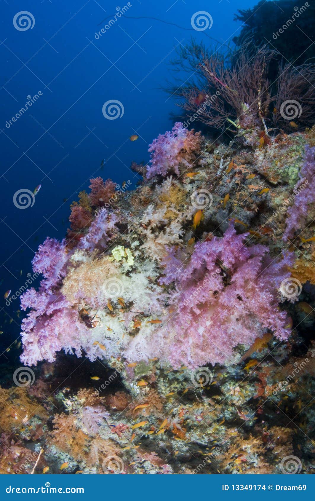 Reef, Colorful Soft Coral, Maldives Stock Photo Image of