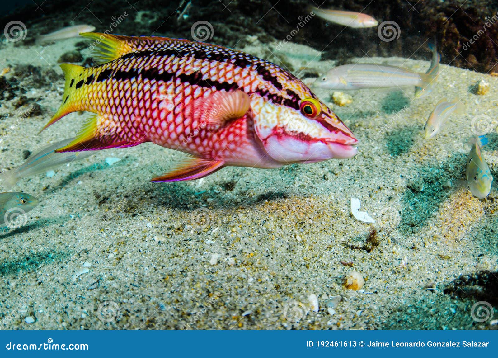 Reef Fish, Cabo Pulmo National Park Stock Image - Image of water, deep ...