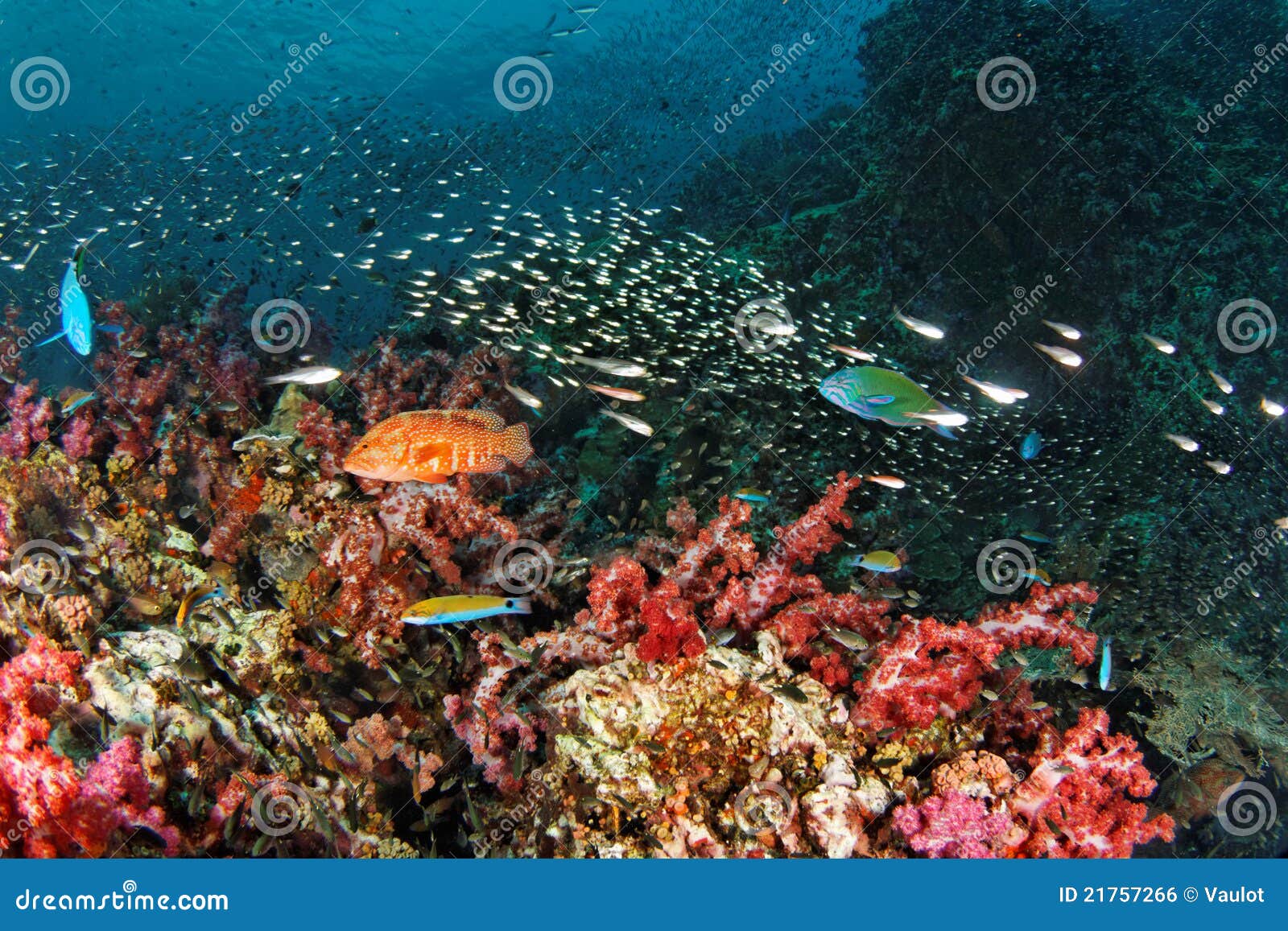 reef life - andaman sea