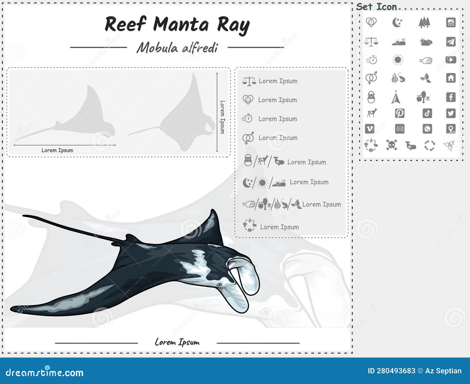 Reef Manta Ray Infographic Template Stock Vector - Illustration of