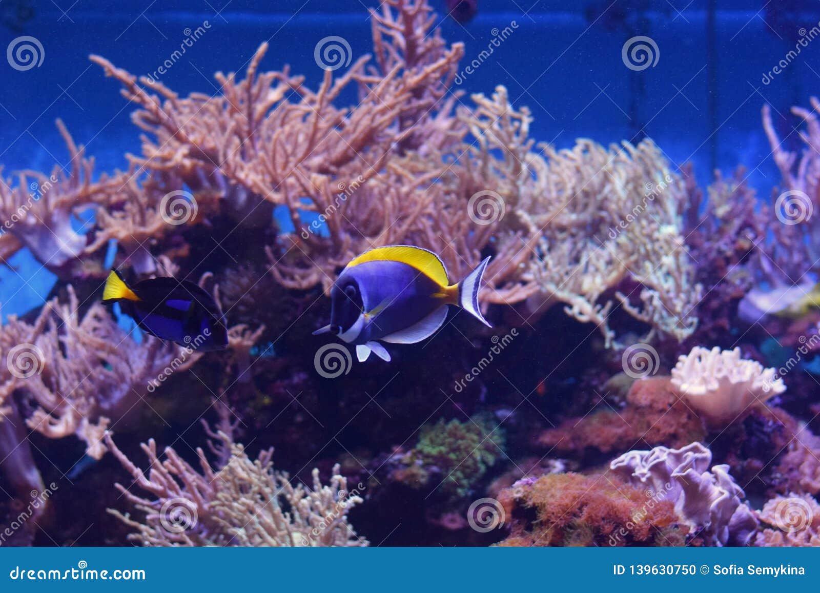 Reef stock photo. Image of coral, fishes, bright, ocean 139630750