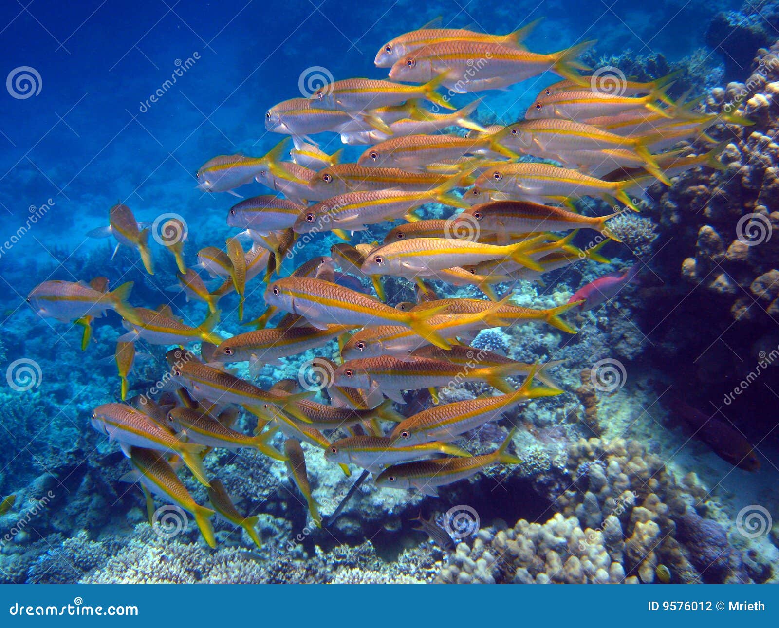 Reef scene with fish swarm stock photo. Image of ecosystem - 9576012