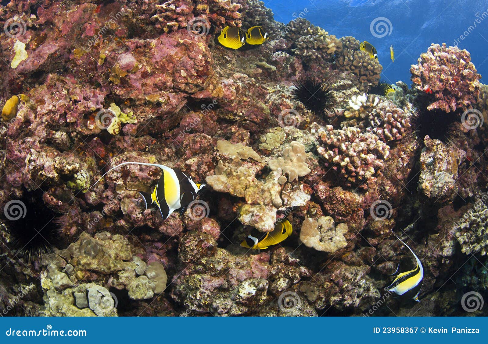 Reef Scene in Kona Hawaii stock image. Image of coral 23958367