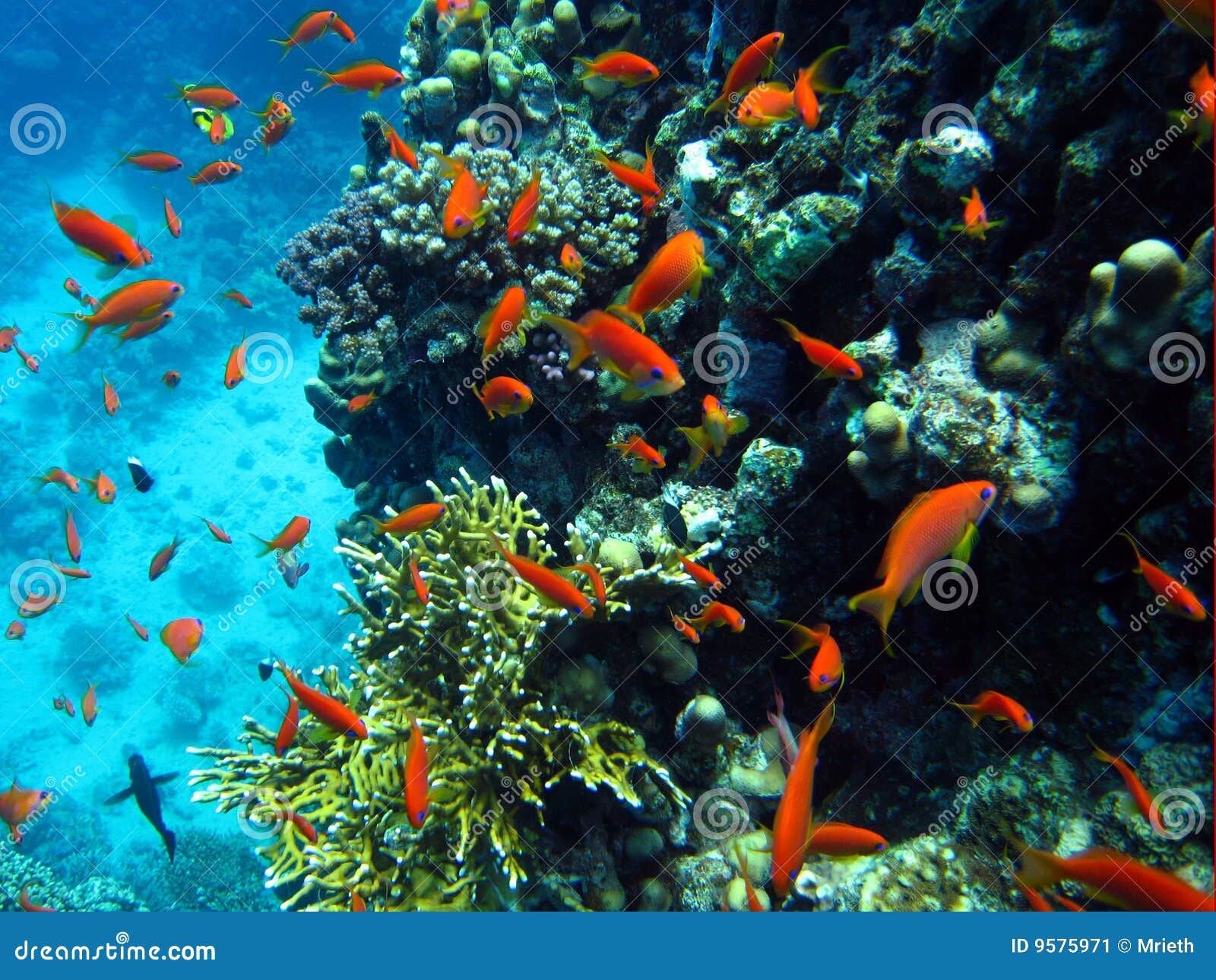 Reef Scene with Orange Fish Stock Image - Image of population, holiday ...