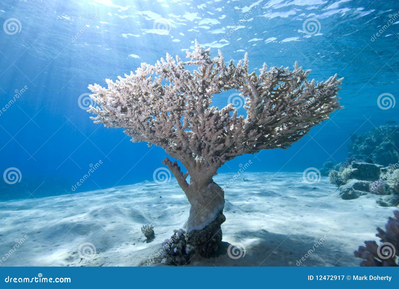 reef scene and sunbeams