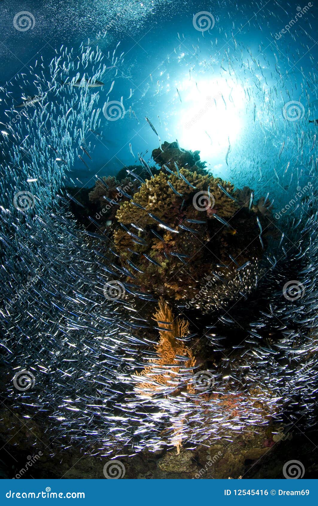 Reef and School of Glass Fish, Red Sea Stock Photo Image of