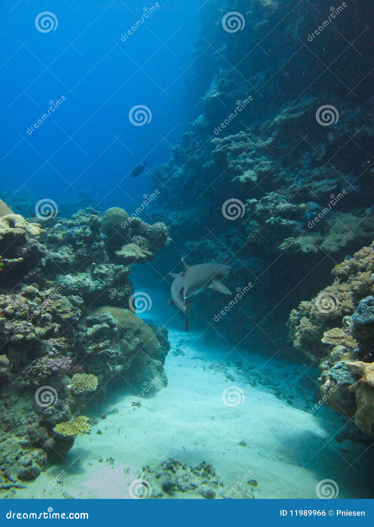 Reef Shark on Great Barrier Reef Australia Stock Photo - Image of