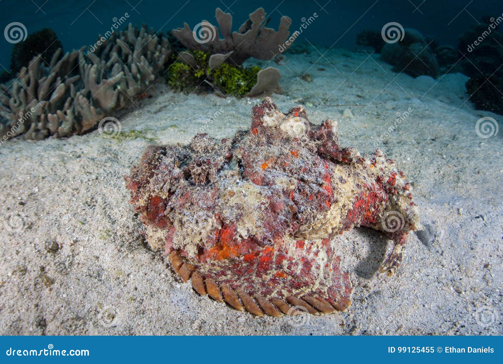 reef stonefish on seafloor in raja ampat