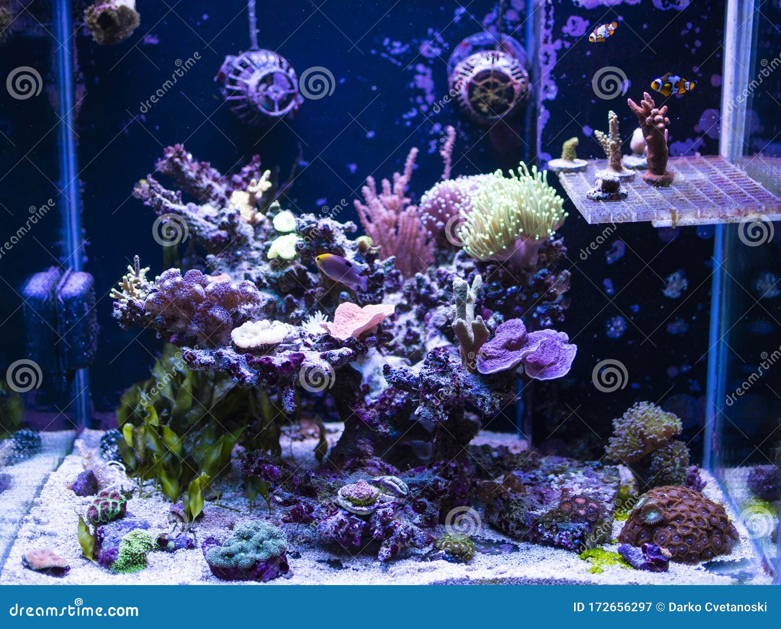 Reef Tank, Marine Aquarium. with Different Types of Corals and Fishes