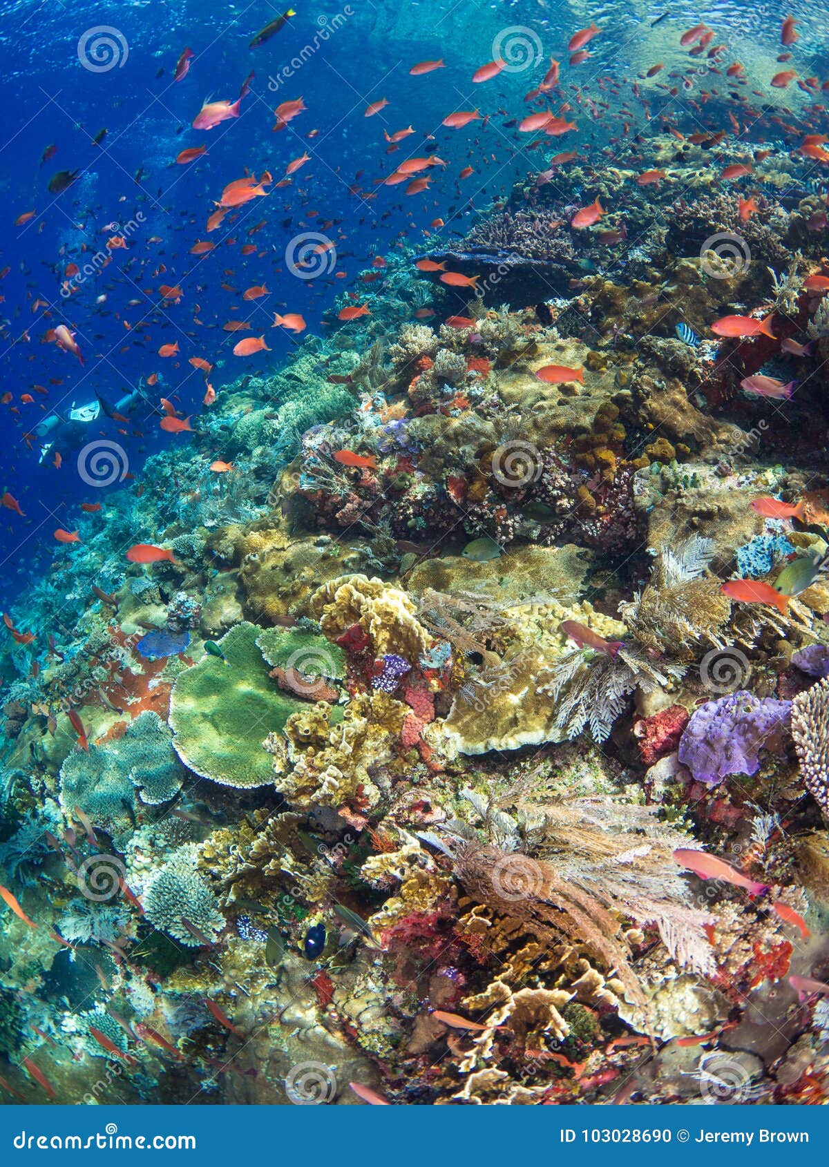 typical coral reef in komodo national park