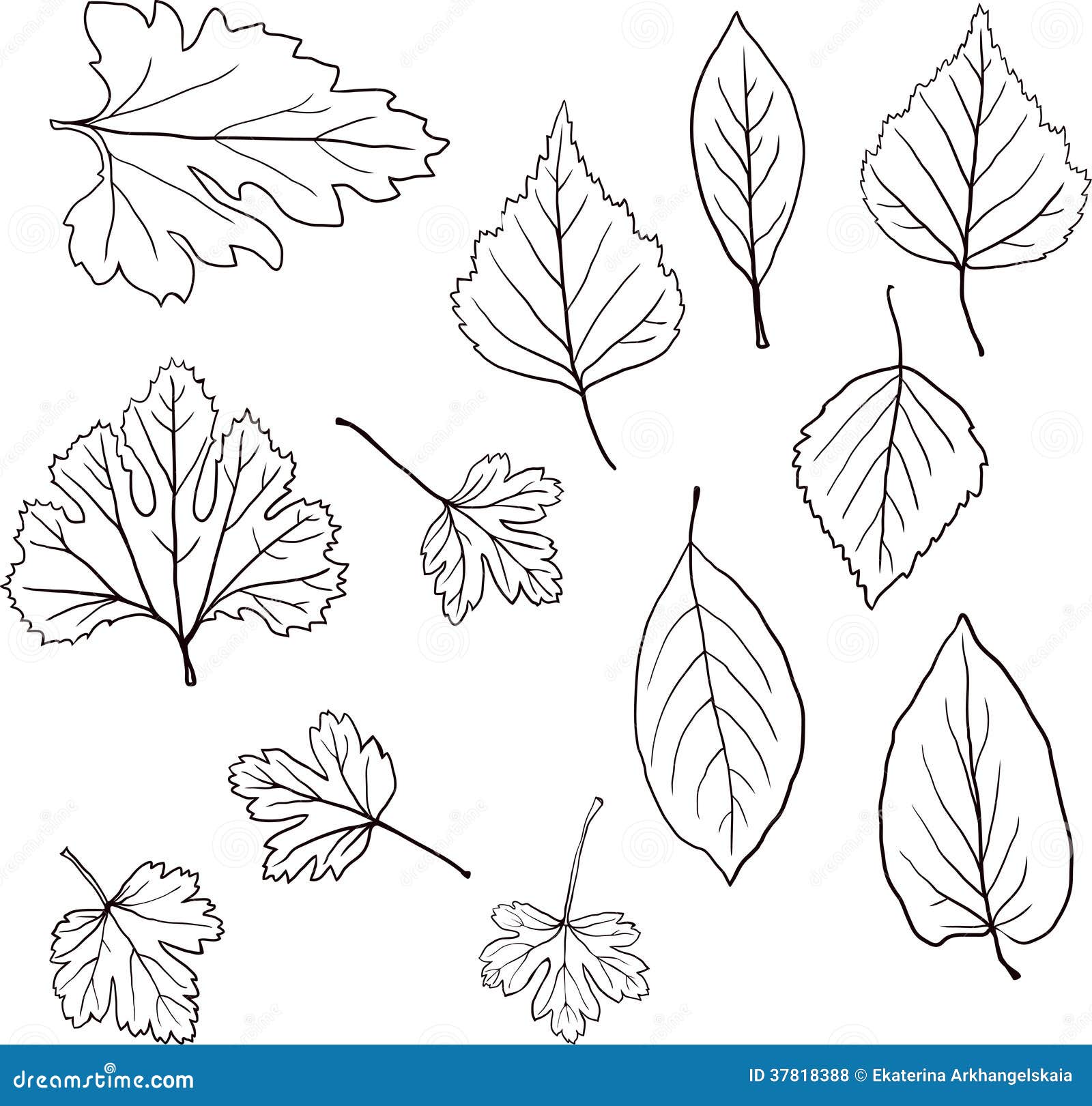 Чертеж листьев. Лист для чертежа. Листочек чертеж. Линейный рисунок листьев. Линейные иллюстрации листья.