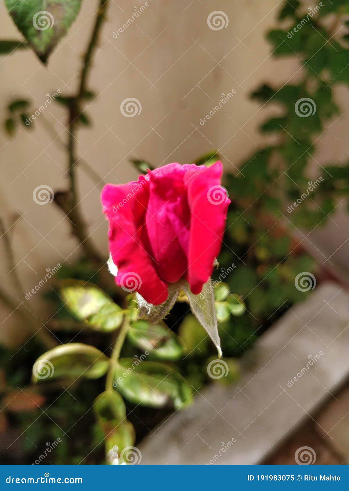 a ref coloured rose bud about to bloom