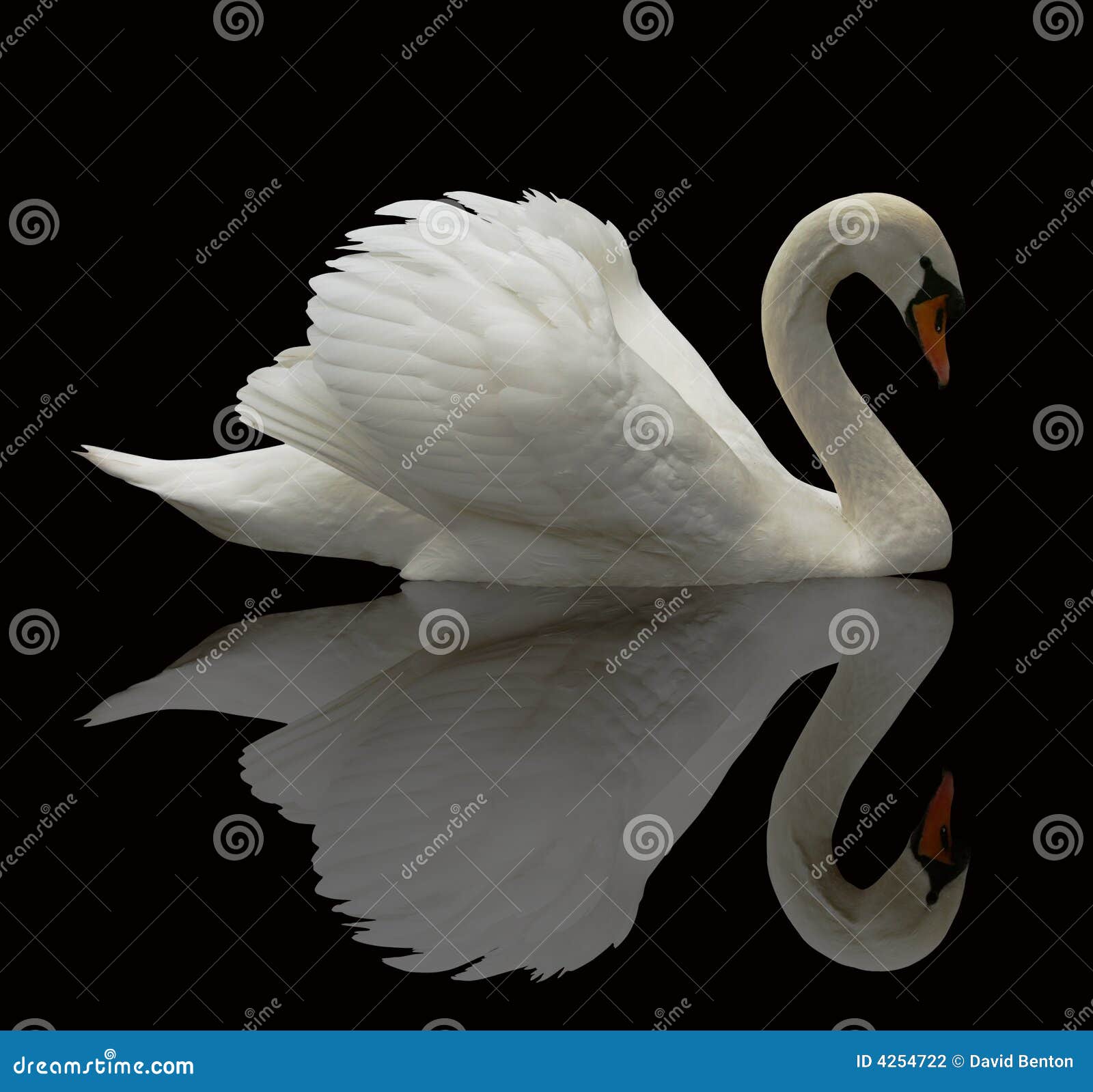 reflected swan
