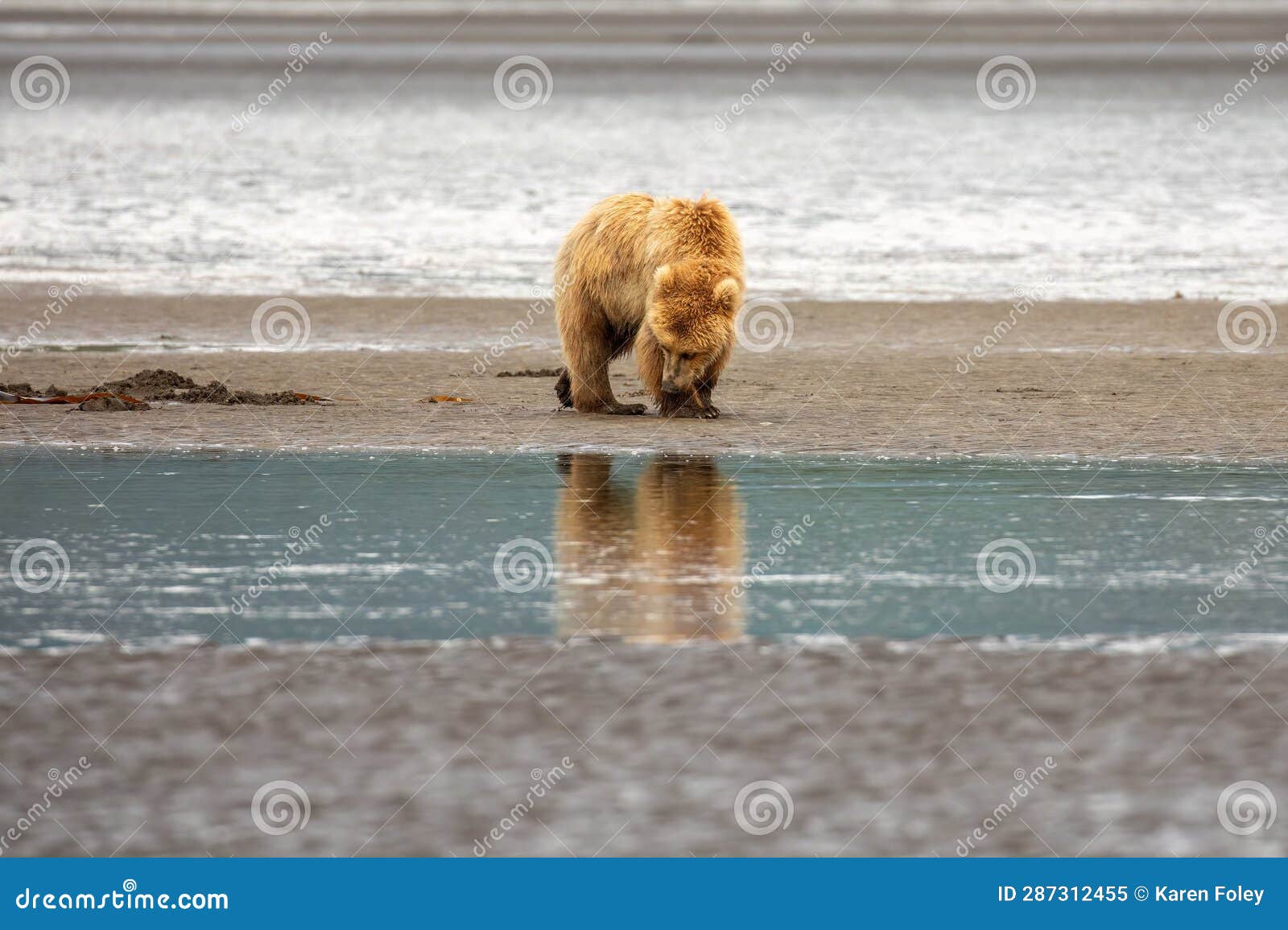 reflection of clamming brown bear