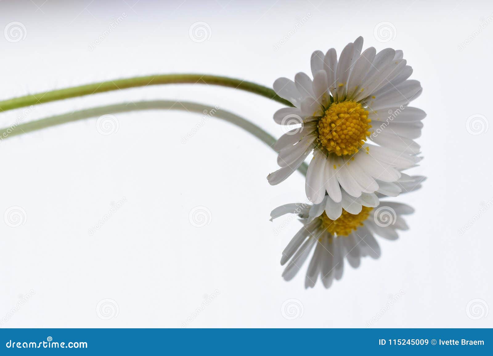 White daisy in the mirror stock image. Image of double 115245009