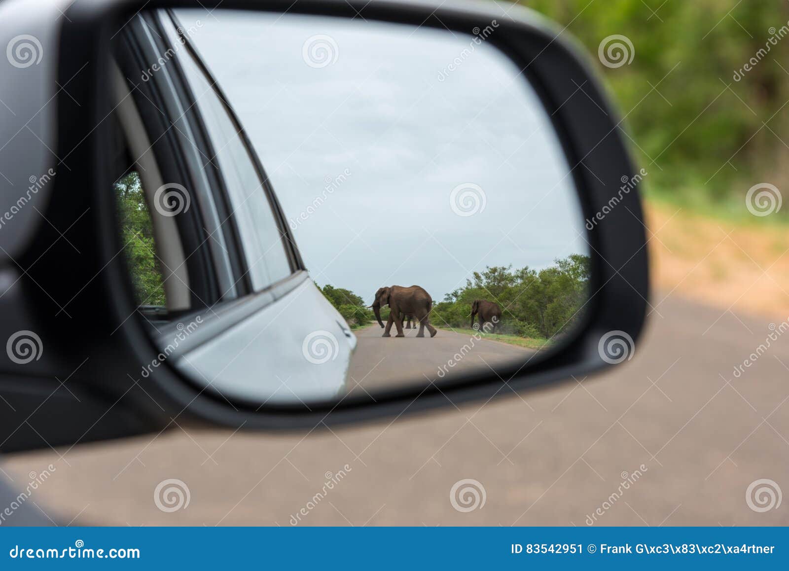 Reflection of Elephant in Rear View Mirror Stock Image Image of back