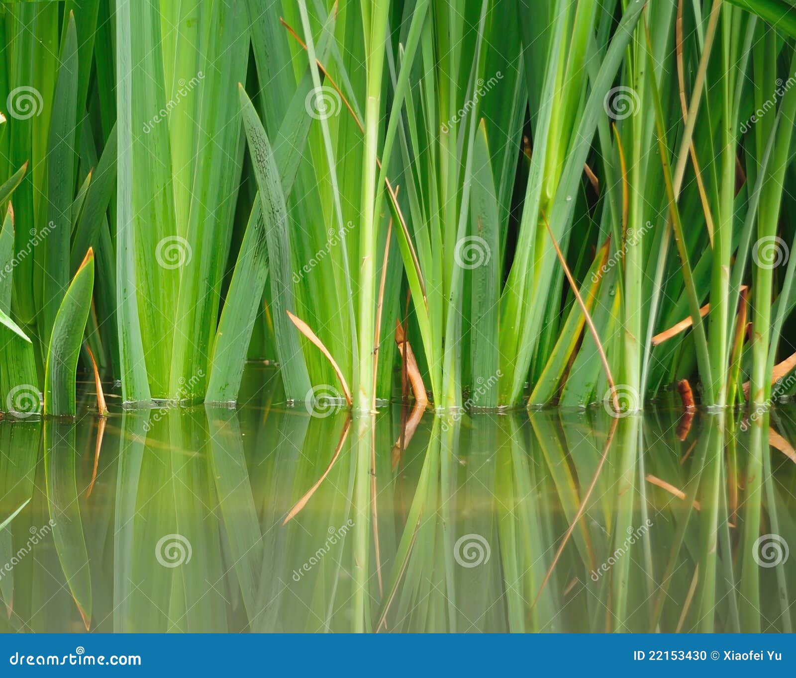 water grass reflection painting water grass reflection painting