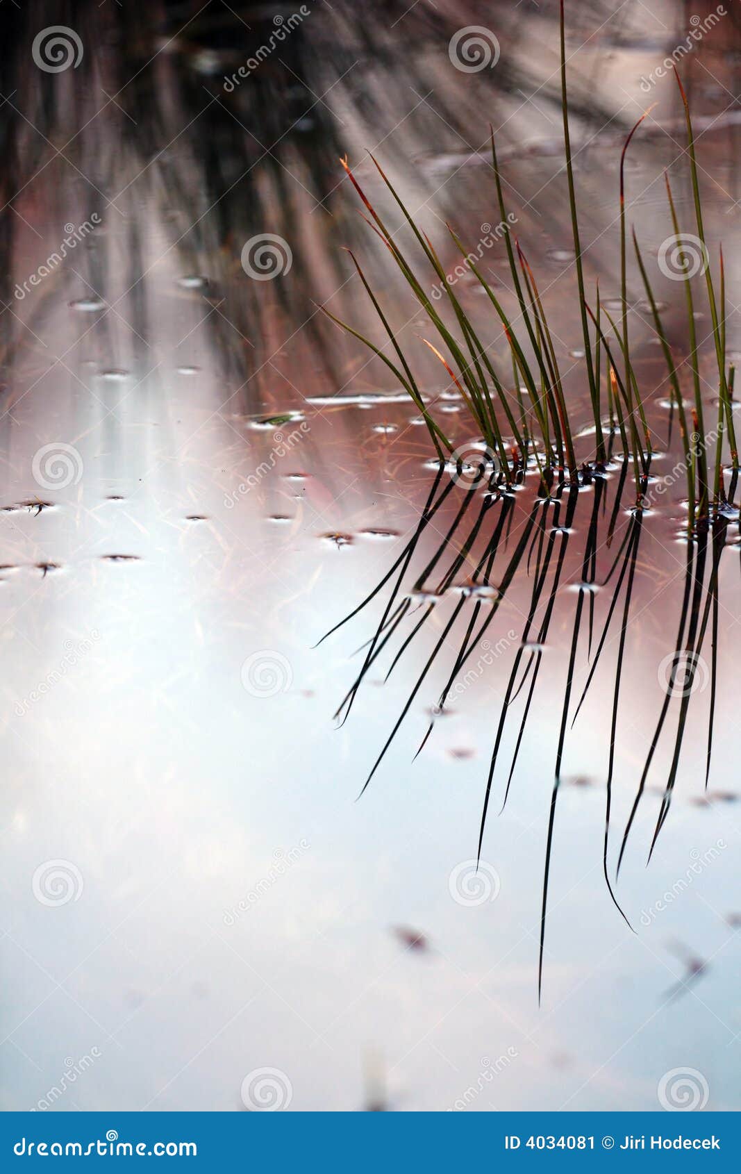water grass reflection painting water grass reflection painting