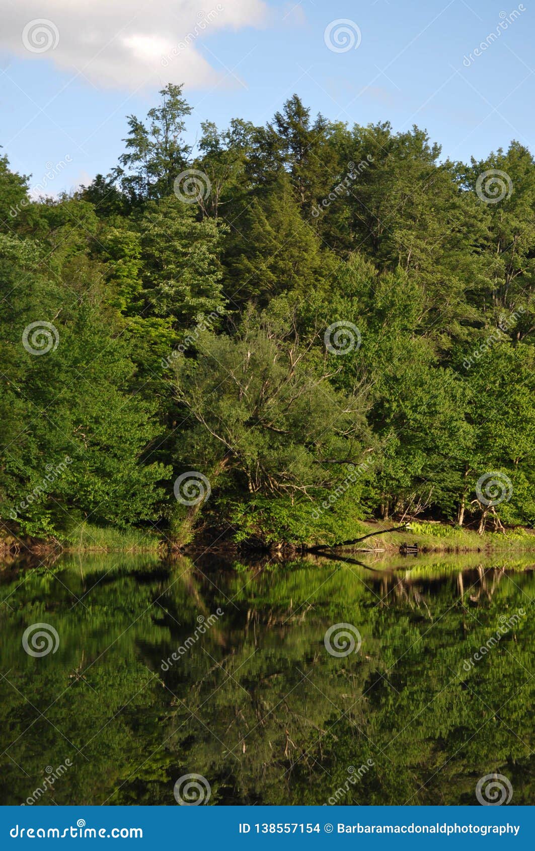 Green Trees Reflected In Calm Lake Water During The Summer Stock Photo