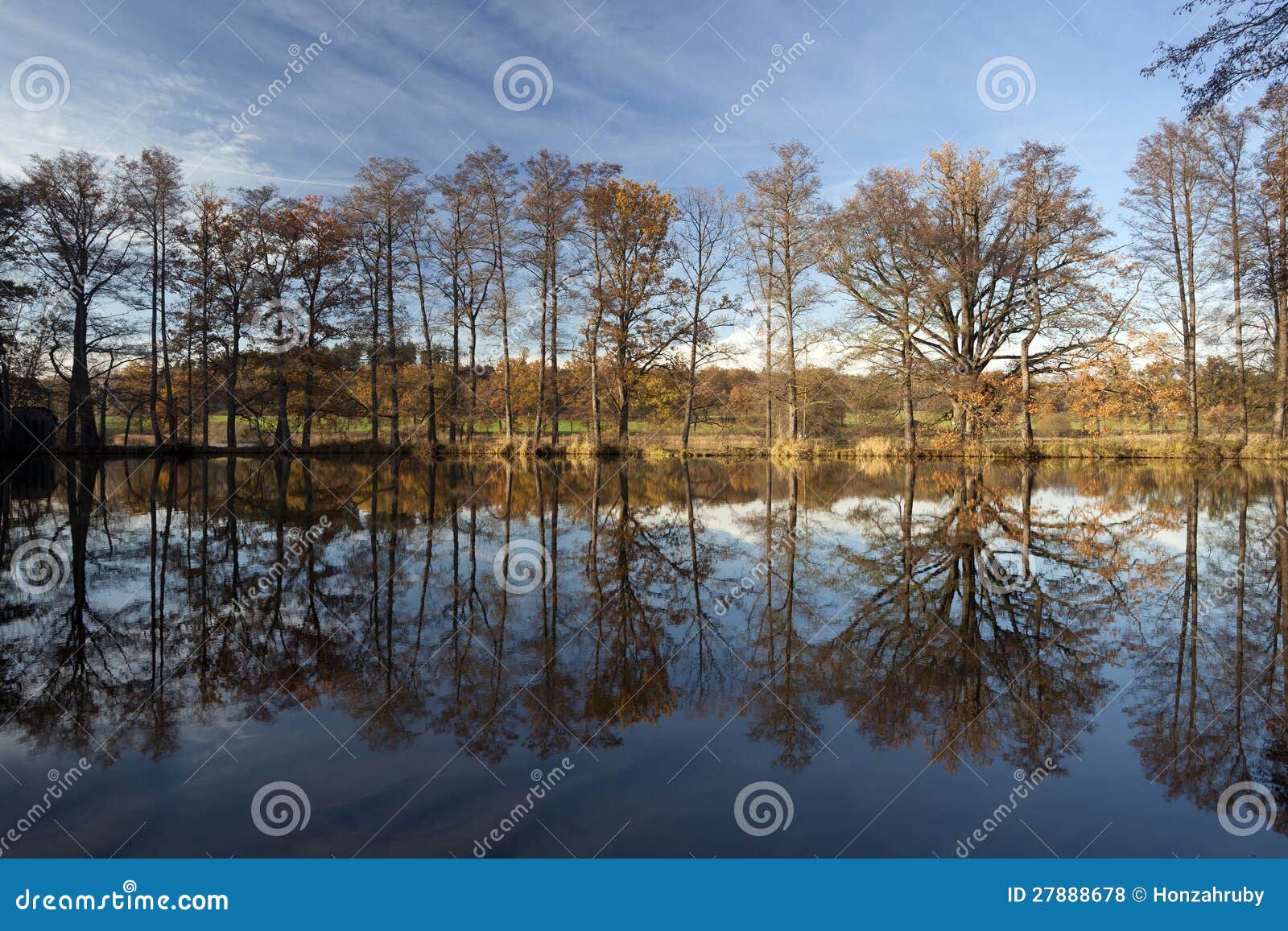 Reflection of Oak Tree Alley Stock Photo Image of green, forest 27888678