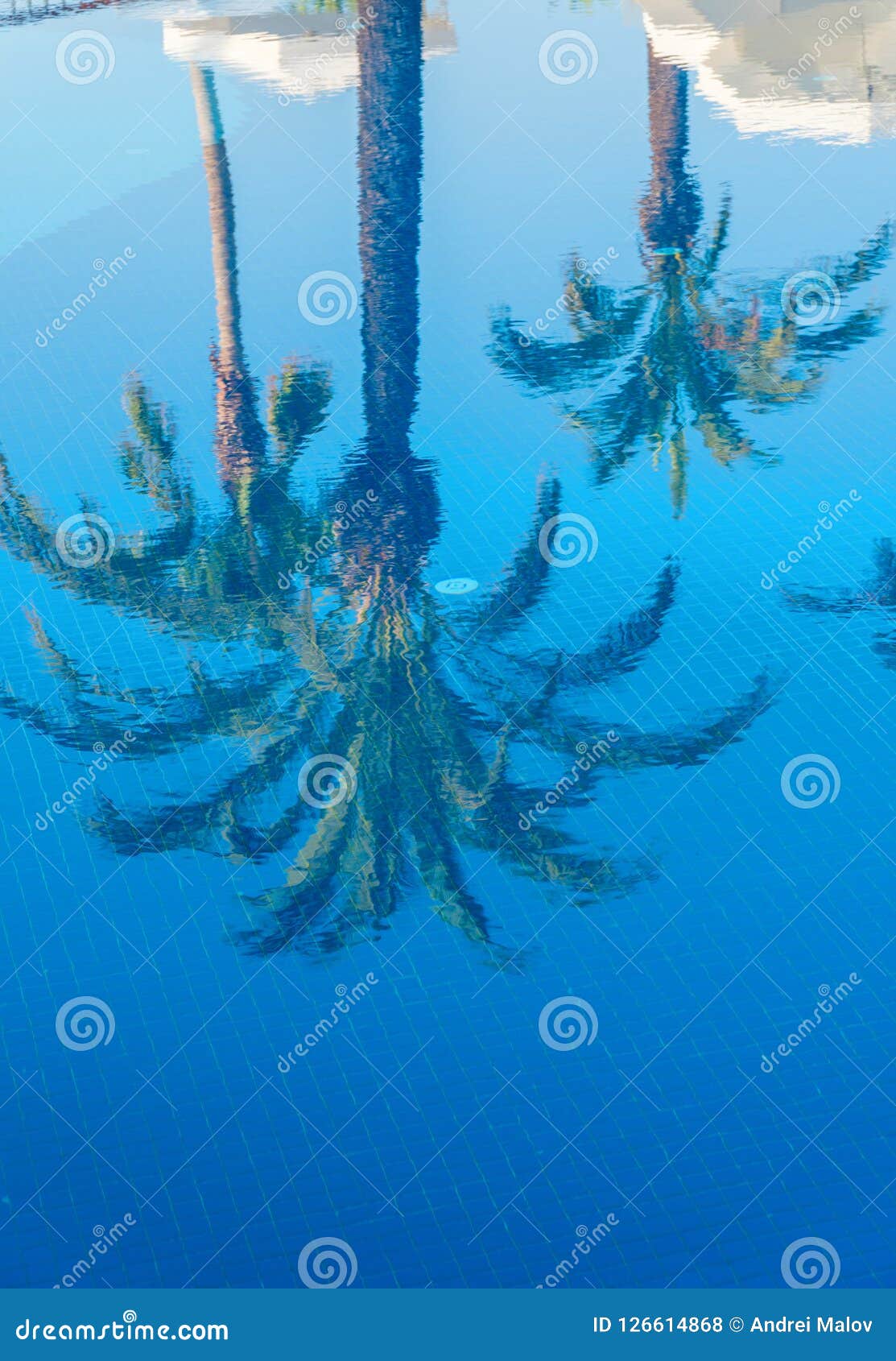 Reflection of Palm Tree in the Pool Water. Stock Photo Image of palm