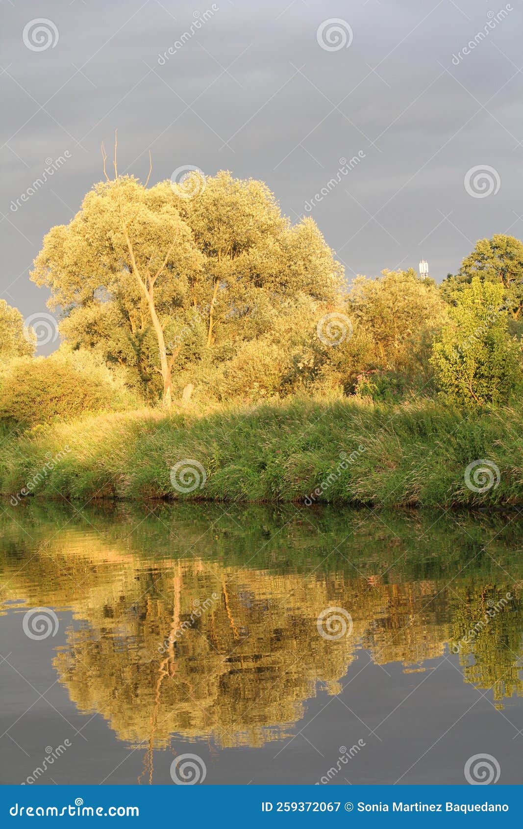 reflection of plants in vÃÂ­stula river, cracovia, poland