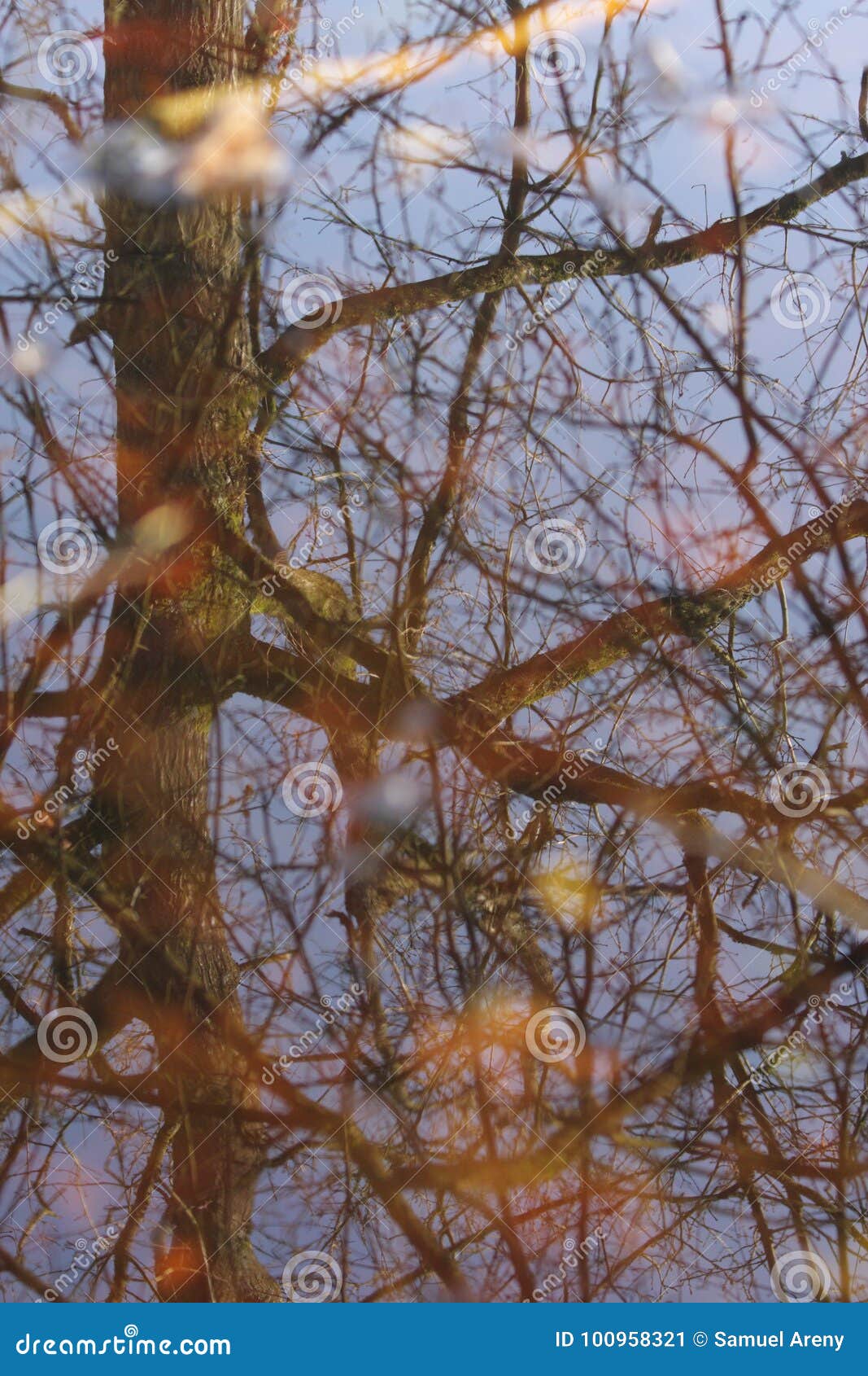 Reflection of Tree Oak in Water Stock Image Image of wilderness