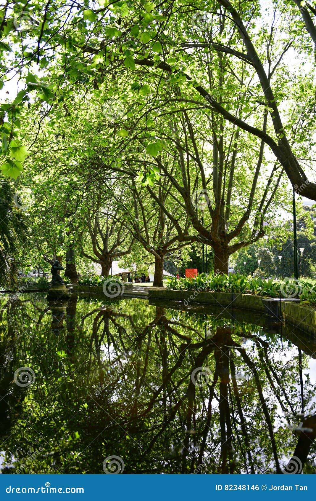 Reflection of Trees in Queen Victoria Gardens in Melbourne Stock Photo