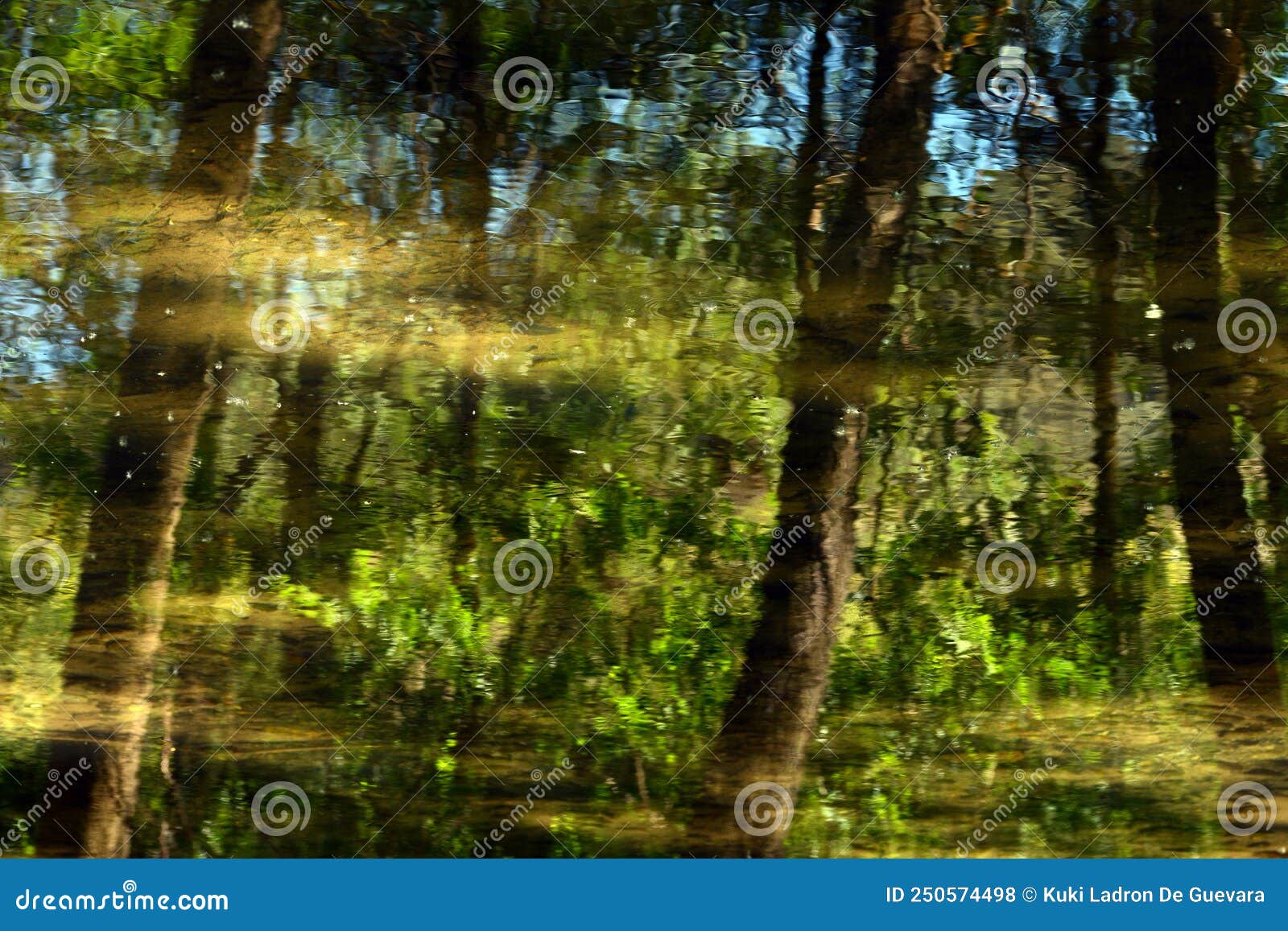 reflection in the forest water in sunmer