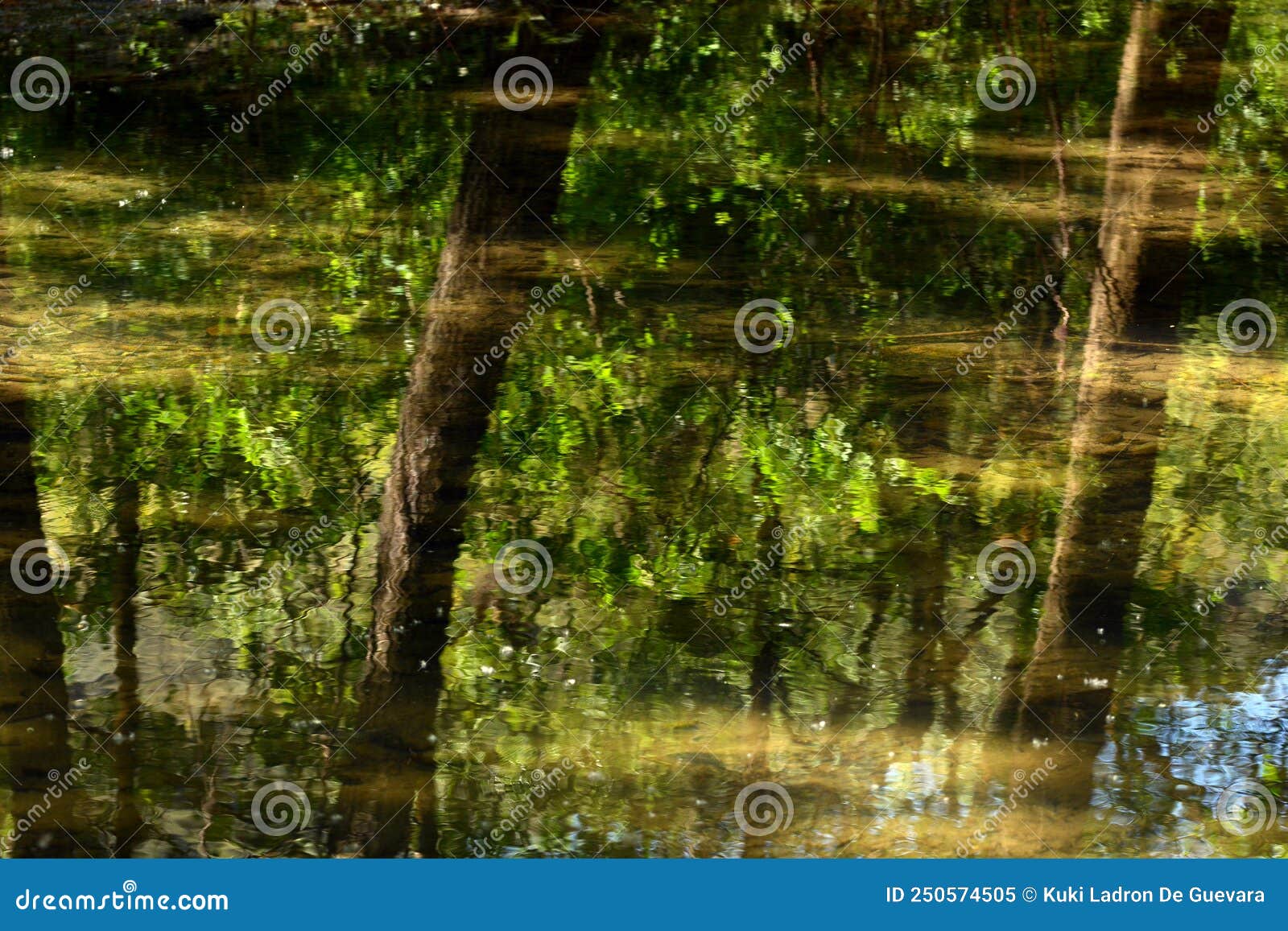 reflection in the forest water in sunmer