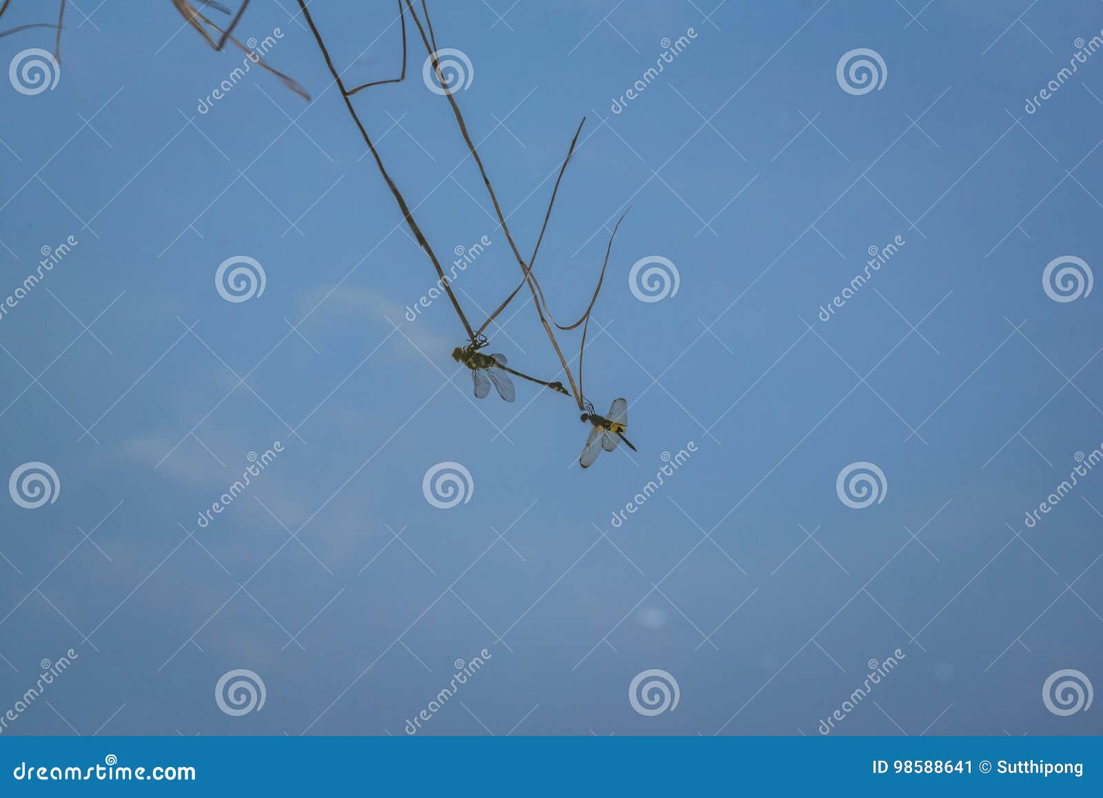 the reflection on the water surface of a dragonfly resting on a branch