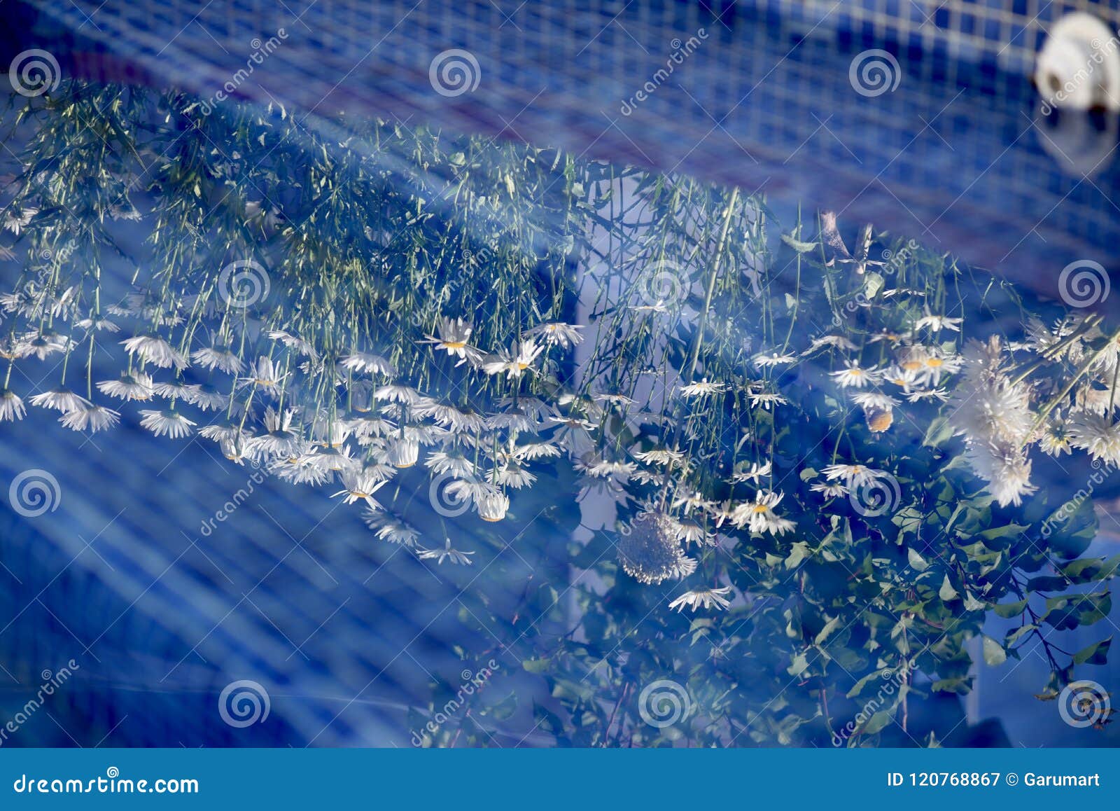 Reflections of Daisies in the Water of a Pool Stock Image Image of