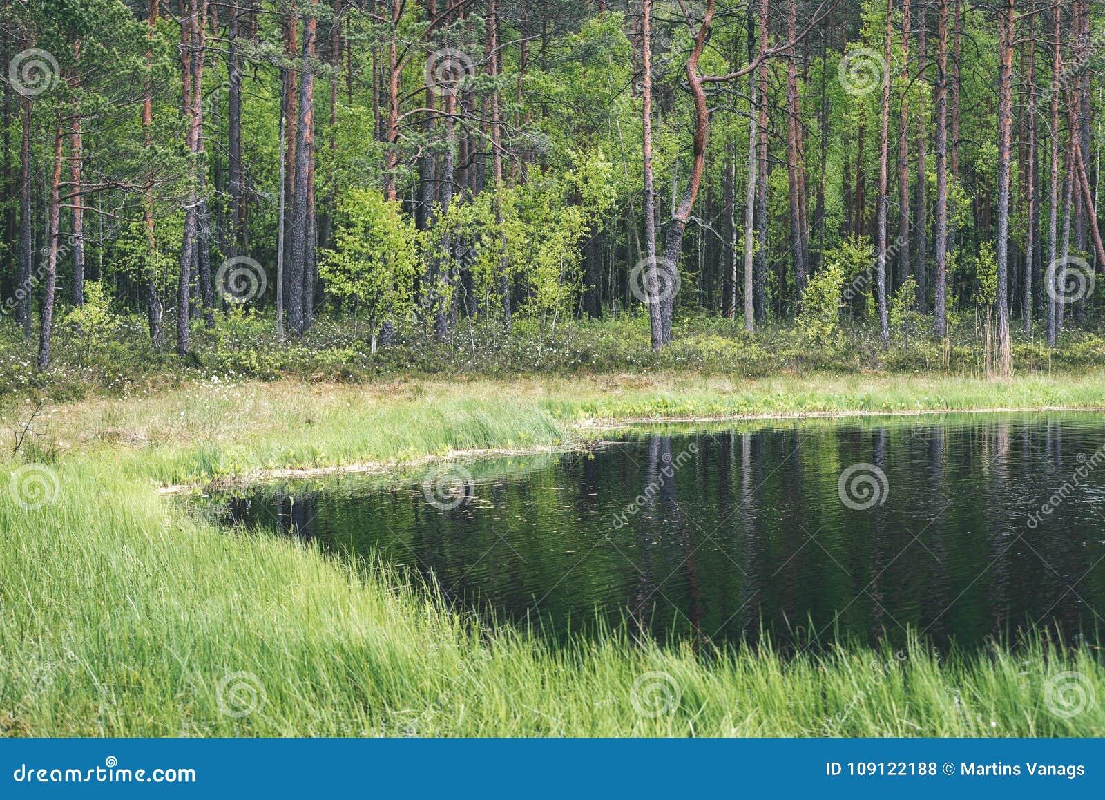 Reflections Of Trees In The Lake Water In The Bright Midday Sun Stock