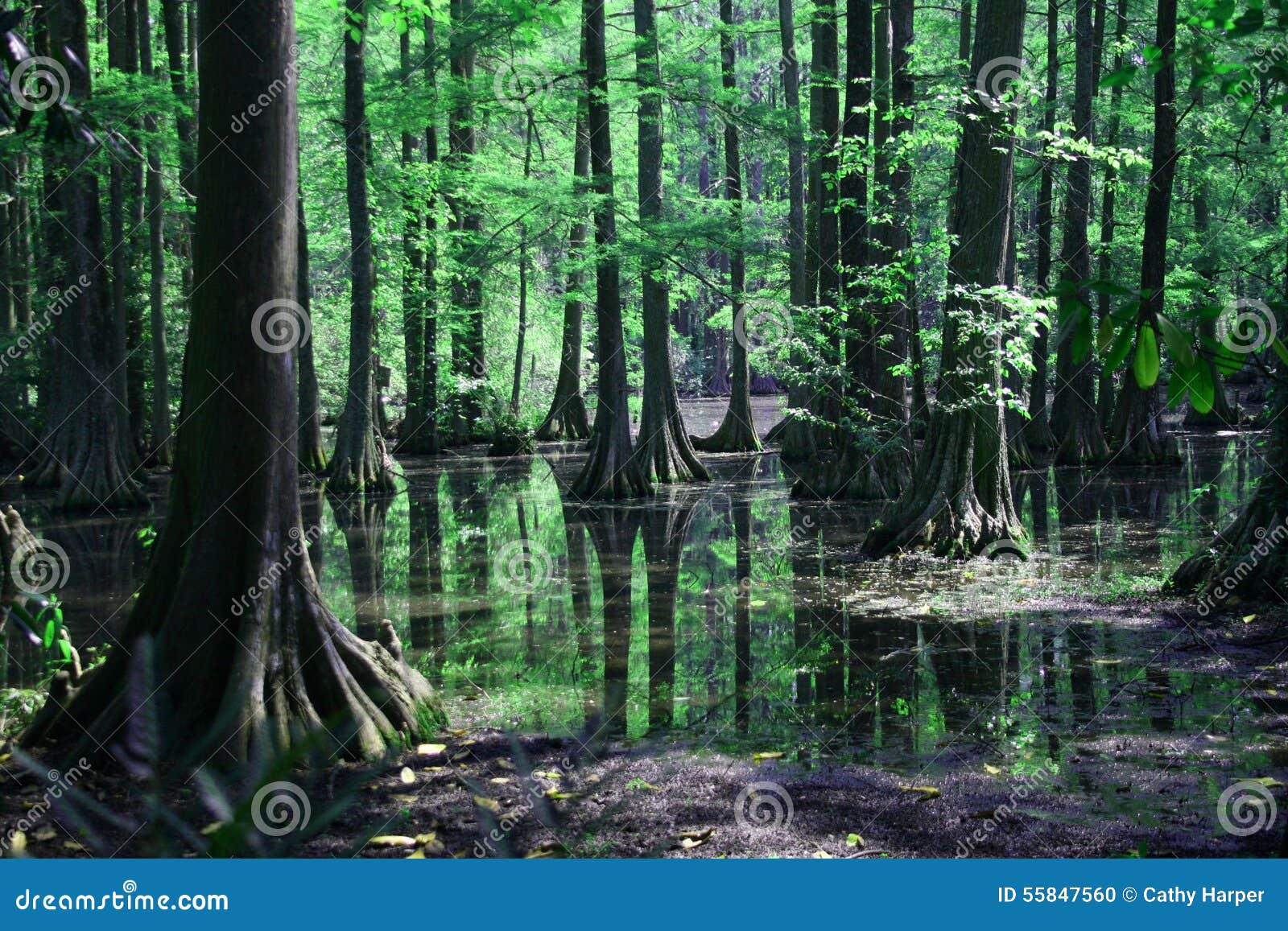 cypress swamp reflection