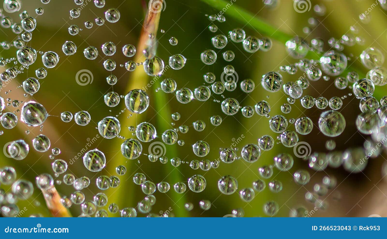 reflections in the tiny drops of dew clinging to the strands of a spiderâs web