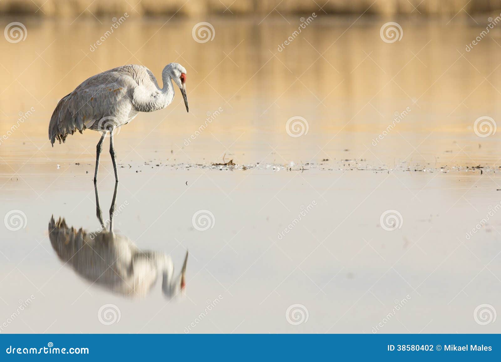 reflective image of sandhill crane