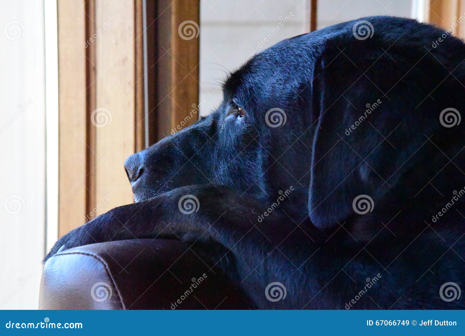 A Reflective Labrador (lab) Stock Image Image of wanting, child 67066749