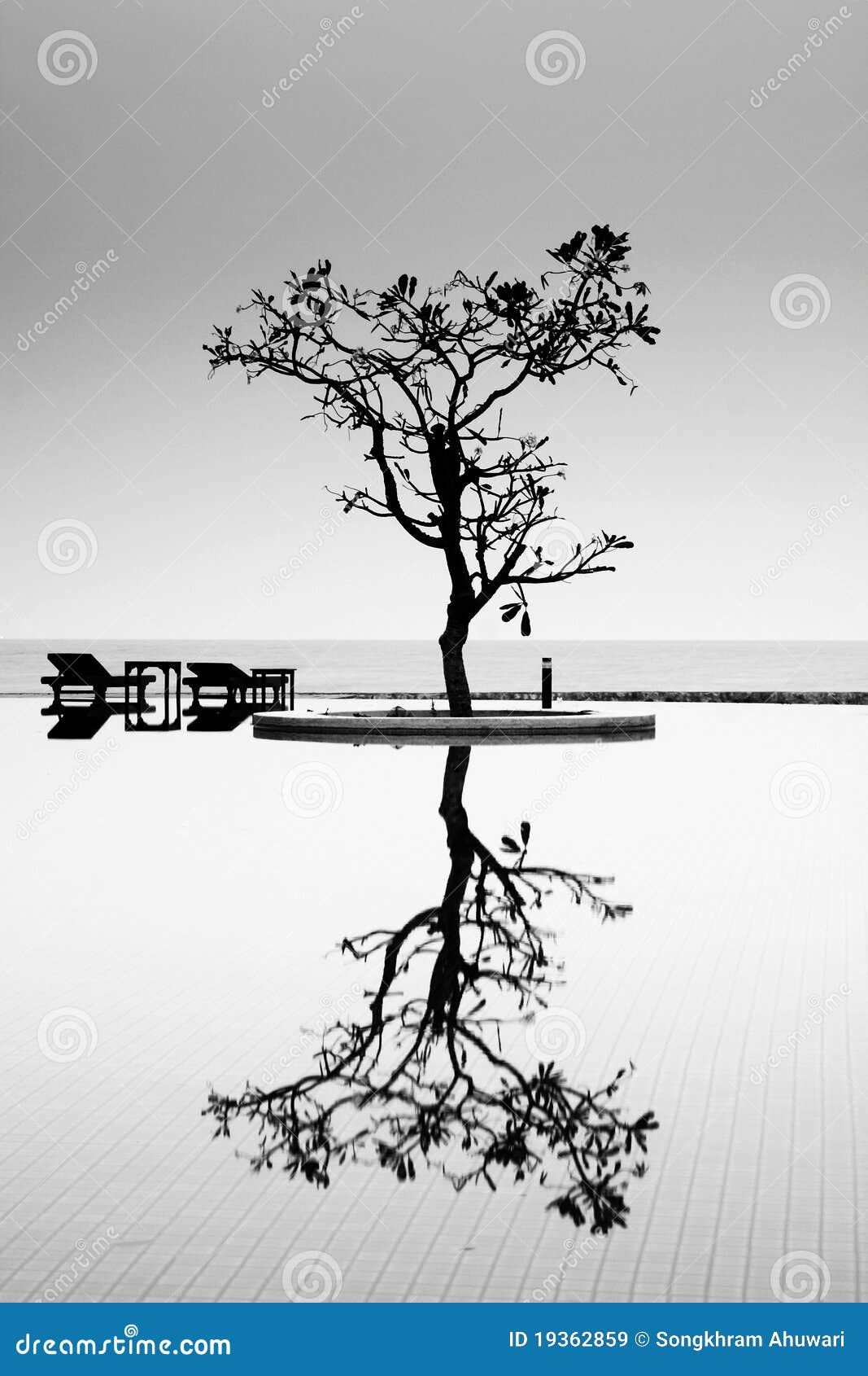 A Reflective Tree stock image. Image of decorative, reflection 19362859