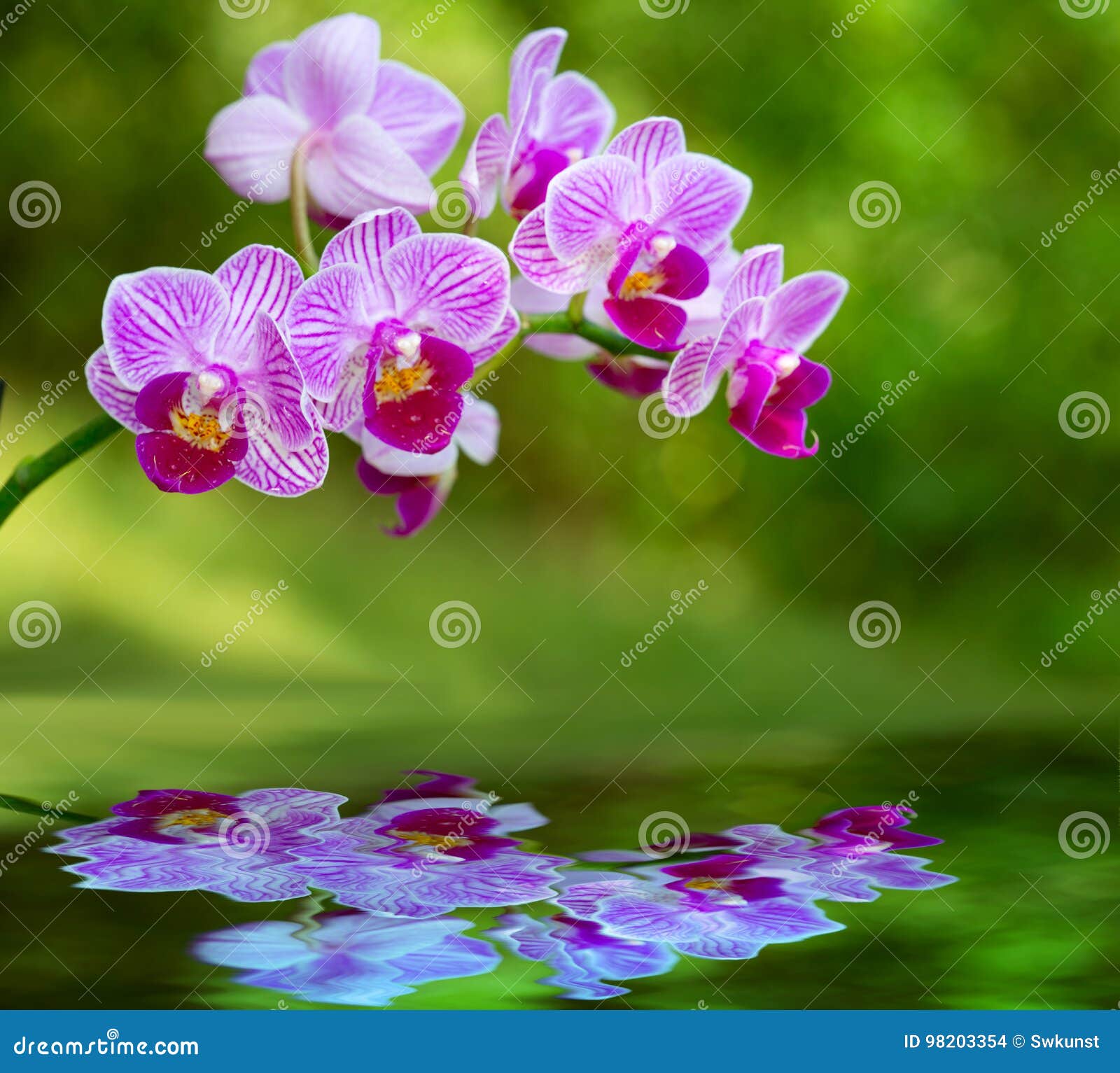 Reflexão Cor-de-rosa Das Flores E Da água Da Orquídea Foto de Stock -  Imagem de floral, macro: 98203354