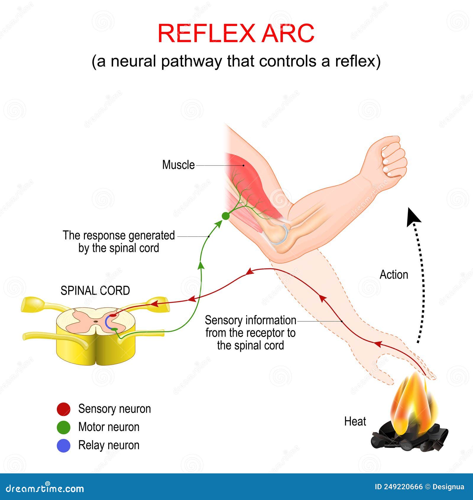 reflex arc. a neural pathway that controls a reflex