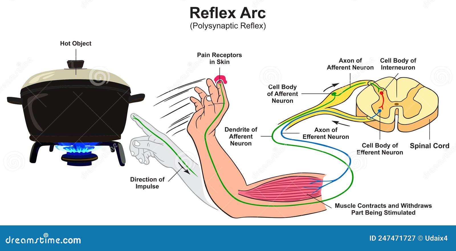 reflex arc polysynaptic infographic diagram