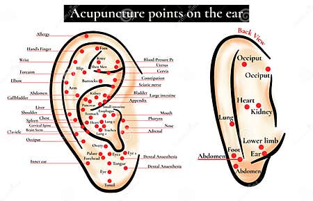 Reflex Zones on the Ear. Acupuncture Points on the Ear Stock Vector ...